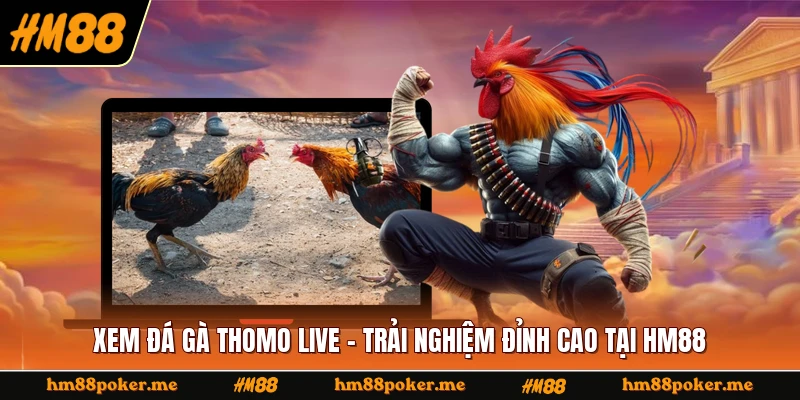 Xem Đá Gà Thomo Live